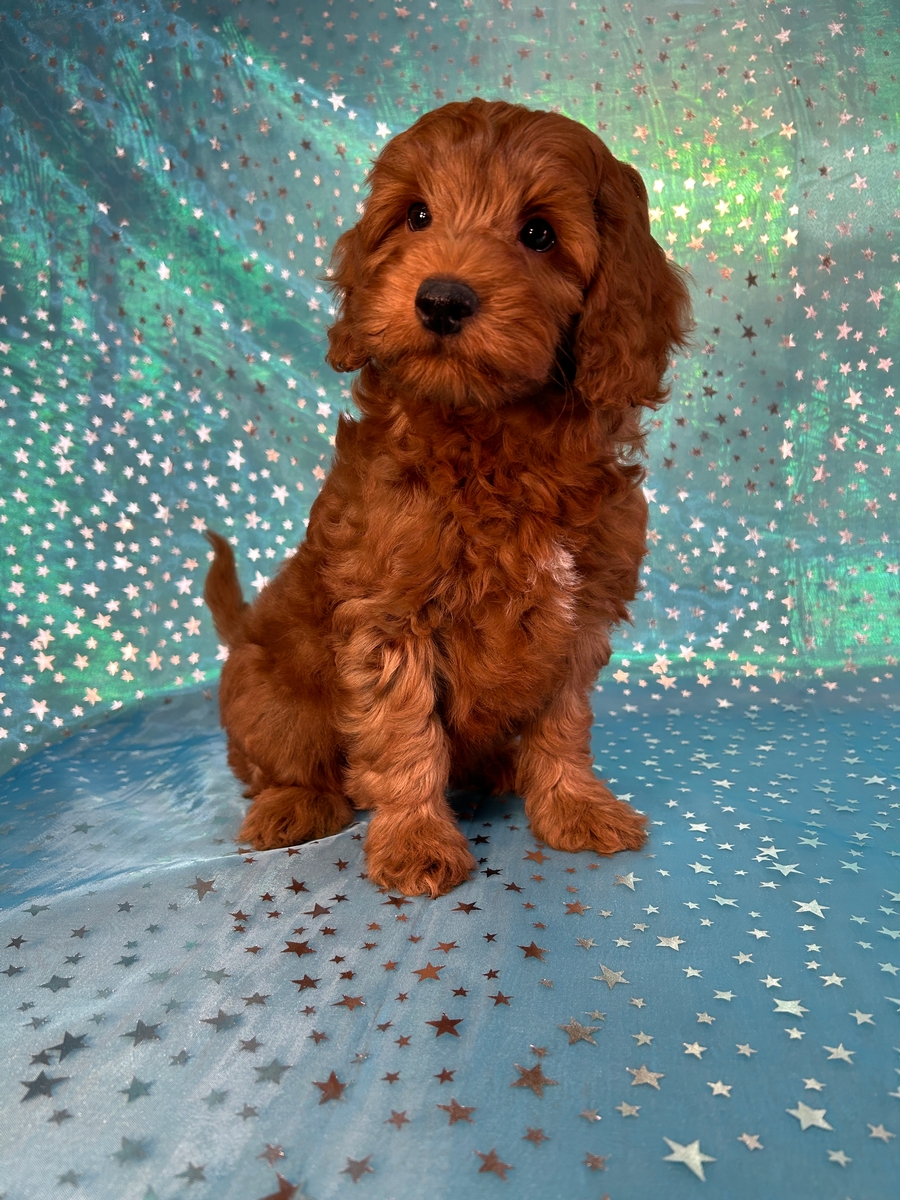 Male F1b Mini Goldendoodle Puppy for Sale DOB 9-4-2024 $1200